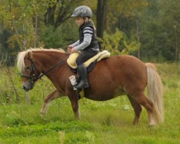 SHETLAND Size (Child size) Iberica PLUS and Premium PLUS