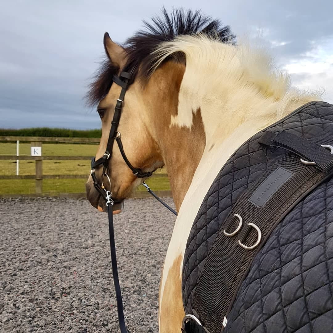 Leather long reins/lines