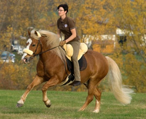Premium PLUS Bareback Riding Pad