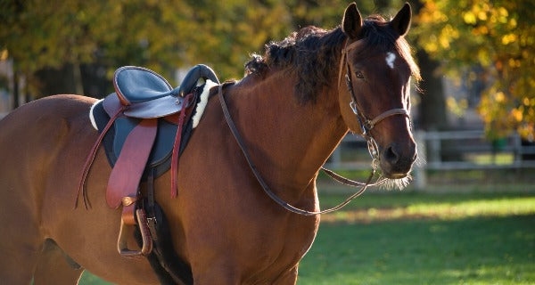 Endurance Saddle Pad - Half lined (5212) Also fits Cloud Bareback pad
