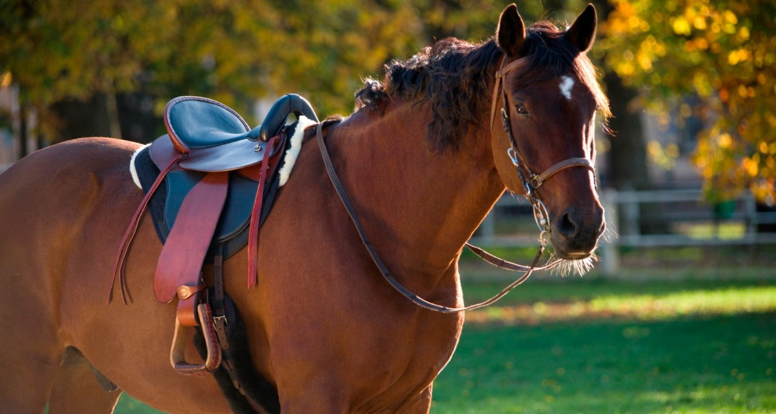 Endurance Saddle Pad - Fully lined (5512) Also fits Cloud Bareback Pad