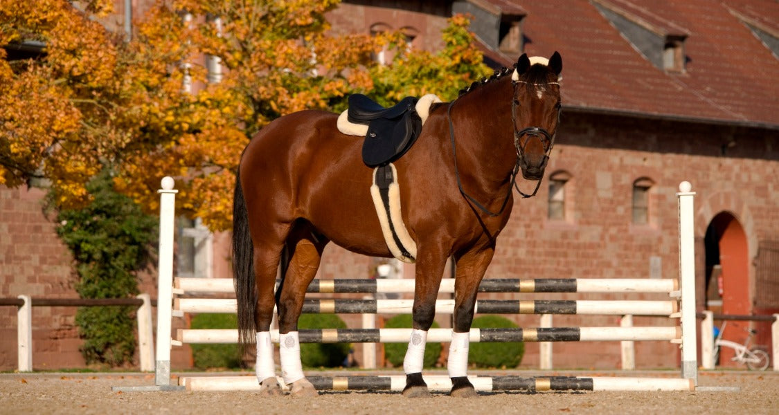 Sheepskin Half Pads - Spine Free with Border